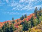 USA-Utah-Logan Pass Colorful autumn in Provo Pass Art Print
